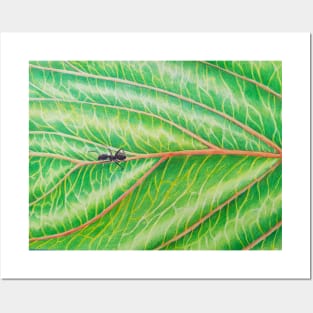 Ant on Leaf of a Chinese Plum Tree Posters and Art